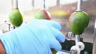 MANGO PEELER MOD. PL6M