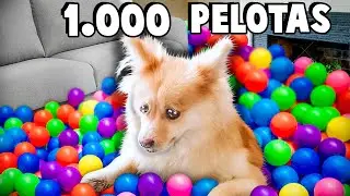 SORPRESA a MI PERRO +1.000 BOLAS | challenge de tik tok *reto*