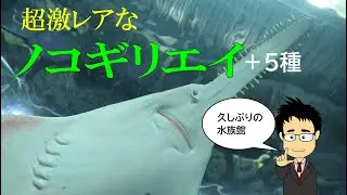 超貴重ノコギリエイ？アクアパーク品川の生き物たちを久しぶりに紹介！【緊急事態宣言明け】【ドワーフソーフィッシュ＋他5種】