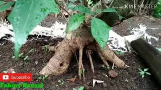 Bahan bonsai dari pohon hampelas