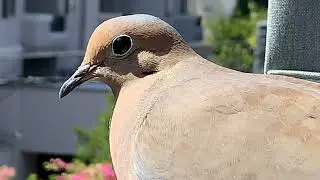 Mourning Dove | Zenaida macroura