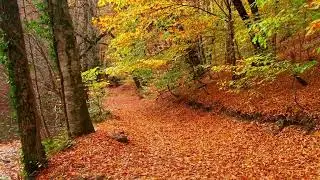 Autumn Drive (A Journey to You)