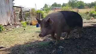 Electric Fence For The Hormonal Pig!