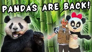 PANDAS at the San Diego Zoo - ULTIMATE GUIDE & TIPS to Saving Time & Seeing the Pandas
