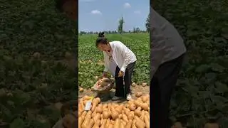 Vegetables are a beautiful crop._#vegetables#crop#farming#trending#shorts#viral