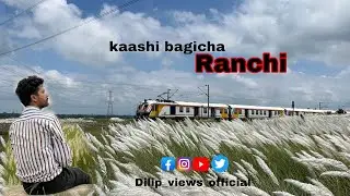 Kaashi phool // काशी फूल // kashi phool kya hota hai ranchi Jharkhand