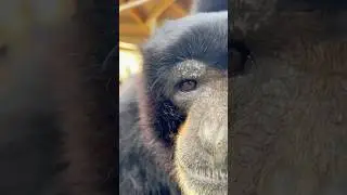 Silly siamangs #siamang #primate #animals #cuteanimals