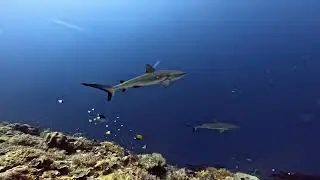 2026 Palau Tour Day 5
