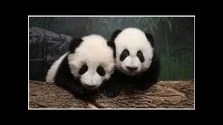 Four giant pandas settle into new home at Calgary Zoo