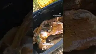 Maceration Process 🦴