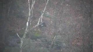 Long Range Hunting Bear Miss