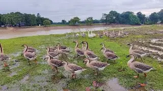 Swan House