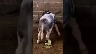 PEDET BELGIAN BLUE #sinaugendeng #youtubeshorts #shortvideo #shortsvideo  #shorts #viralvideo #cow