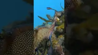 A wonderful weedy Sea dragon