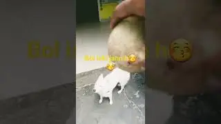max n बोल ka kha lia 🤢🤮#sdhouse #doglover #dog #dogsrule