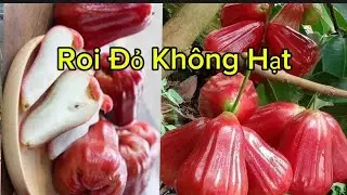 Cây giống roi đỏ Thái Lan bao giòn ngọt dễ trồng dễ chăm