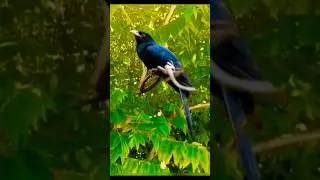#goodmorning #birds #tree #trees #nature #photography #maldives #tour #tourism #season#garden#shorts
