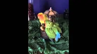 Lovebirds bathing (slow mo)