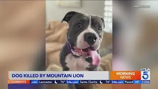 &lsquo;Wildlife warning&rsquo; issued after mountain lion kills beloved pit bull &nbsp;
