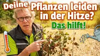 So sch&uuml;tzt du deine Pflanzen vor Hitze!