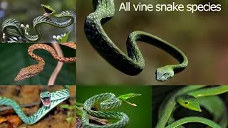 All Vine Snake Species / Complete list of Asian vine snakes / types of vine snake / Ahaetulla