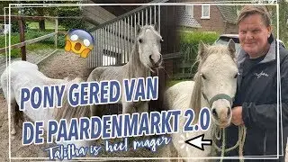 VERWAARLOOSDE PONY GERED VAN DE PAARDENMARKT?!! || Paardzoektbaas