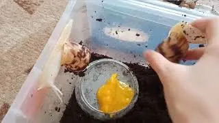Как дела у моих улиток/даю им АВОКАДО/ My little friends.