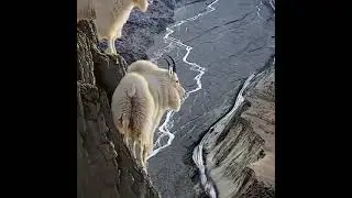 Markhor markhor hunting in Pakistan | markhor janwar | markhor snake eating video | markhor jumping