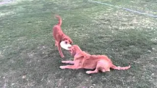 Golden Retriever Puppies Playing Frisbee