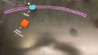 Phosphorylation cascade