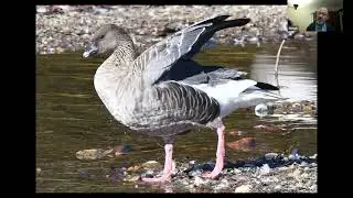 Hampshire Bird Club Annual Members' Meeting