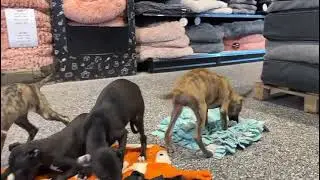 Whippets en de Snuffelmat