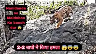 Nanidanda or maidaban ke beech dikhe baag or 5 bache 😱 || Tiger attack at pauri