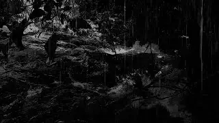 Dark Forest Rain &ndash; ASMR Heavy Rain Sounds on Wet Soil, Wet Leaves & Muddy Path | Relaxing Nature