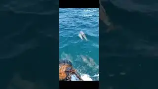 Dolphins 🐬🐬🐬 ⛵🚢⚓🤘