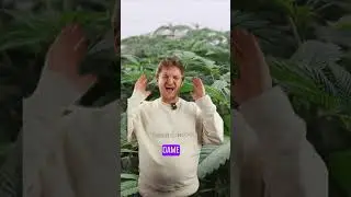 SCREEN OF GREEN (ScrOG) - Methode einfach erkl&auml;rt🥦 *unzensiert* | #ScrOG #cannabiseducation