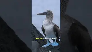 Blue-Footed  Bird: Stunning Blue Feet & Impressive Diving Skills | Unique Seabird Facts