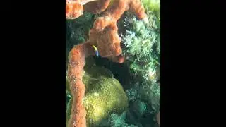 Coralscape #coral #reef #coralhead #underwater #coralscape