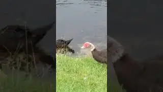 Mom and Ducklings!