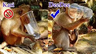 DeeDee has more intelligent than Kari, Kari doesn't know how to drink water while DeeDee knew