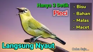 PLECI GACOR suara ngalas - RAJANYA PANCINGAN Hitungan Detik Lawan Emosi & Nyaut