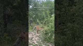 How Leopard uses strategy to hunt down it's prey.