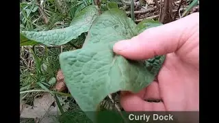 Useful Plants: Take a walk down a country road to identify useful plants.