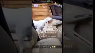 Bakra Kiki Challenge - Funny Video 2018