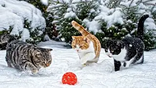 Cats Playing in the Snow | Cutest Cats Compilation | Best of Internet | Try Not to Smile
