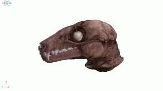 Rousettus aegyptiacus diceCT