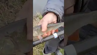 Miarka do ryb P. Mariana #fishing. Rzeka Bystrzyca #wędkarstwo. Lublin #trip