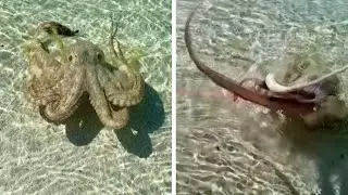 An Angry Octopus Attacked This Man Going For A Swim In Australia And His Reaction Was Perfect