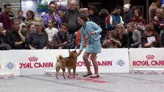 IDS Arezzo 2019 - DOM10 - Junior Handling 2