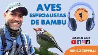Birding in Action: Aves Especialistas de Bamb&ugrave; | Renzo Zeppilli | Birding Podcasts